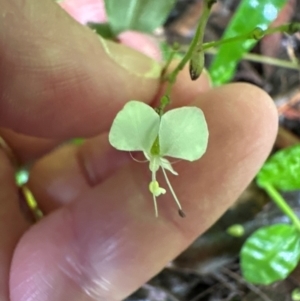 Aneilema acuminatum at Brogers Creek, NSW - 27 Feb 2024