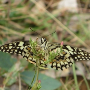 Papilio demoleus at Brindabella, NSW - 26 Feb 2024