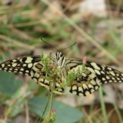 Papilio demoleus (Chequered Swallowtail) at Brindabella, NSW - 25 Feb 2024 by Christine