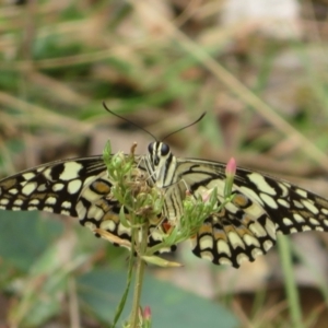 Papilio demoleus at Brindabella, NSW - 26 Feb 2024