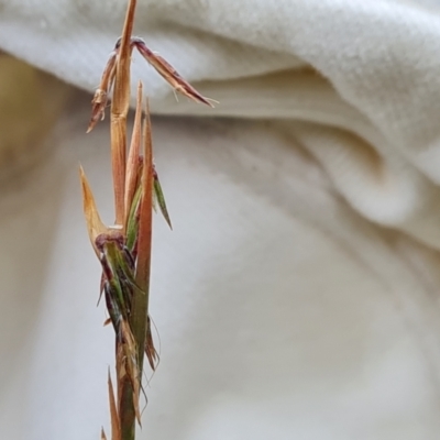 Cymbopogon refractus (Barbed-wire Grass) at O'Malley, ACT - 26 Feb 2024 by Mike