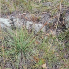 Cymbopogon refractus at Scrivener Hill - 27 Feb 2024 10:02 AM