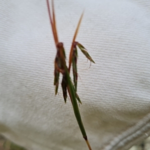 Cymbopogon refractus at Scrivener Hill - 27 Feb 2024 10:02 AM