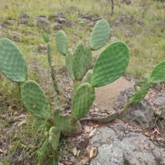 Opuntia ficus-indica (Indian Fig, Spineless Cactus) at Scrivener Hill - 27 Feb 2024 by Mike