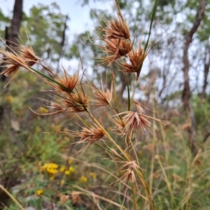 Themeda triandra at O'Malley, ACT - 27 Feb 2024