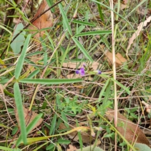 Glycine clandestina at Scrivener Hill - 27 Feb 2024