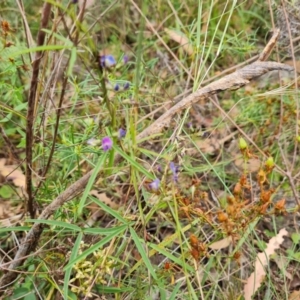 Glycine clandestina at Scrivener Hill - 27 Feb 2024