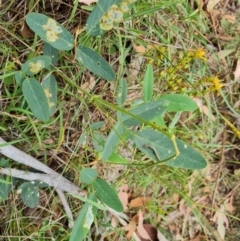 Oxytes brachypoda (Large Tick-trefoil) at Scrivener Hill - 26 Feb 2024 by Mike