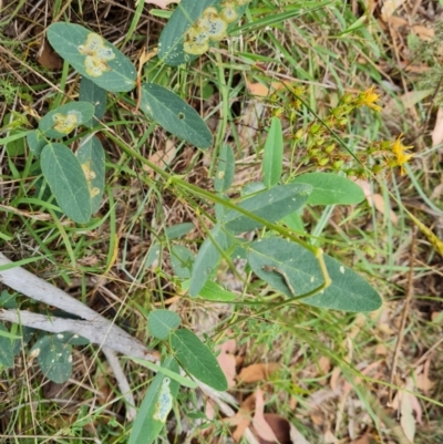 Oxytes brachypoda (Large Tick-trefoil) at Scrivener Hill - 27 Feb 2024 by Mike