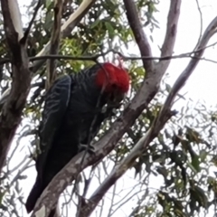 Callocephalon fimbriatum (Gang-gang Cockatoo) at Scrivener Hill - 26 Feb 2024 by Mike