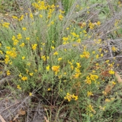 Chrysocephalum semipapposum (Clustered Everlasting) at Scrivener Hill - 26 Feb 2024 by Mike