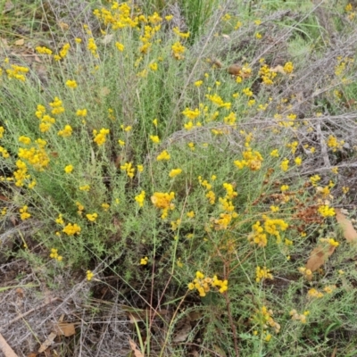 Chrysocephalum semipapposum (Clustered Everlasting) at O'Malley, ACT - 27 Feb 2024 by Mike