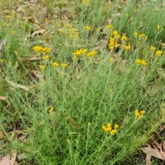 Chrysocephalum semipapposum (Clustered Everlasting) at Scrivener Hill - 26 Feb 2024 by Mike