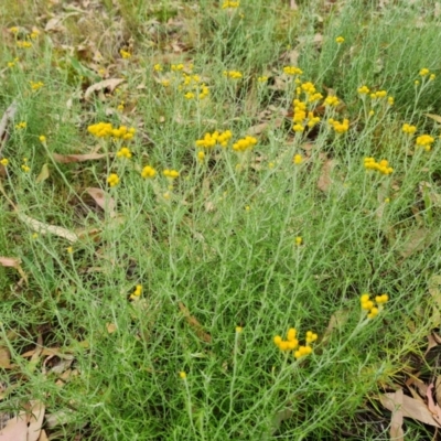 Chrysocephalum semipapposum (Clustered Everlasting) at O'Malley, ACT - 26 Feb 2024 by Mike