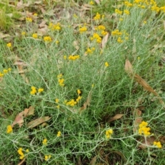 Chrysocephalum semipapposum at Scrivener Hill - 27 Feb 2024