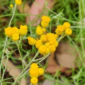 Chrysocephalum semipapposum at Scrivener Hill - 27 Feb 2024