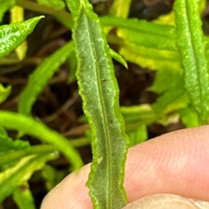 Coronidium rutidolepis at Brogers Creek, NSW - 27 Feb 2024