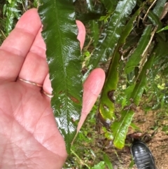 Blechnum patersonii subsp. patersonii (Strap Water Fern) at Brogers Creek, NSW - 27 Feb 2024 by lbradley