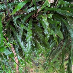 Blechnum patersonii subsp. patersonii at Brogers Creek, NSW - 27 Feb 2024 10:54 AM