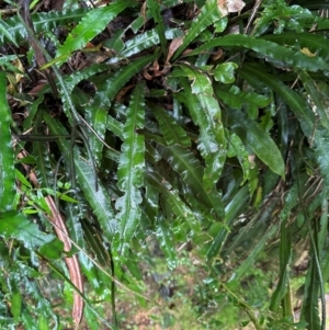 Blechnum patersonii subsp. patersonii at Brogers Creek, NSW - 27 Feb 2024 10:54 AM