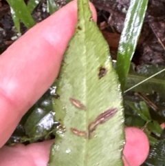 Blechnum patersonii subsp. patersonii at Brogers Creek, NSW - 27 Feb 2024 10:54 AM