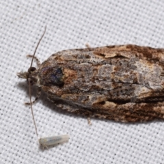 Acropolitis ergophora (A tortrix or leafroller moth) at Jerrabomberra, NSW - 25 Feb 2024 by DianneClarke