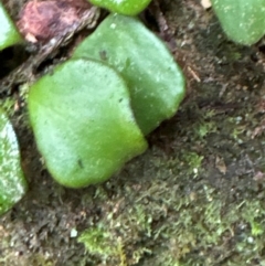 Pyrrosia rupestris (Rock Felt Fern) at Brogers Creek, NSW - 27 Feb 2024 by lbradley