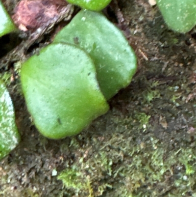 Pyrrosia rupestris (Rock Felt Fern) at Brogers Creek, NSW - 27 Feb 2024 by lbradley