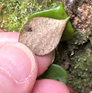 Pyrrosia rupestris at Brogers Creek, NSW - 27 Feb 2024 11:25 AM