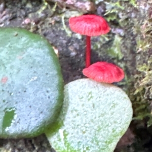 Cruentomycena viscidocruenta at Brogers Creek, NSW - 27 Feb 2024 11:26 AM