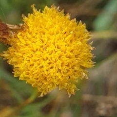 Rutidosis leptorhynchoides (Button Wrinklewort) at Yarralumla, ACT - 26 Feb 2024 by WalkYonder