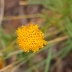 Rutidosis leptorhynchoides at Stirling Park - suppressed