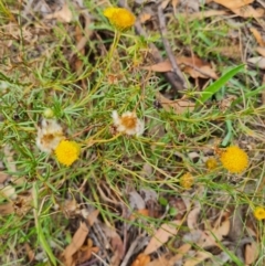 Rutidosis leptorhynchoides at Stirling Park - suppressed