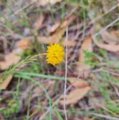 Rutidosis leptorhynchoides at Stirling Park - suppressed