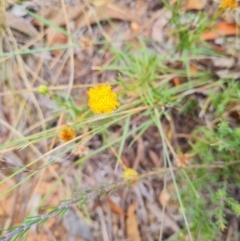 Rutidosis leptorhynchoides at Stirling Park - suppressed