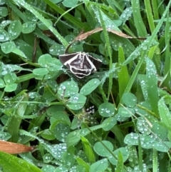 Fodina ostorius (Fodina ostorius) at Brogers Creek, NSW - 27 Feb 2024 by lbradley