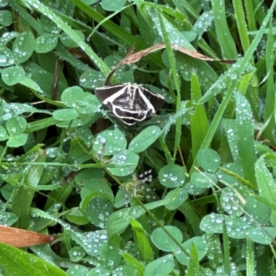 Fodina ostorius (Fodina ostorius) at Brogers Creek, NSW - 27 Feb 2024 by lbradley