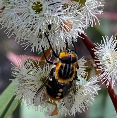 Scaptia (Scaptia) auriflua (A flower-feeding march fly) at Giralang, ACT - 11 Feb 2024 by mcosgrove