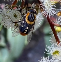 Scaptia (Scaptia) auriflua at Giralang, ACT - 11 Feb 2024