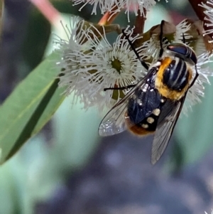 Scaptia (Scaptia) auriflua at Giralang, ACT - suppressed