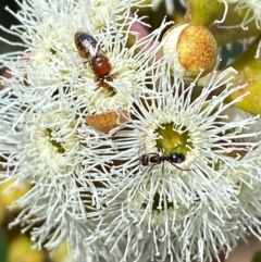 Unidentified Bee (Hymenoptera, Apiformes) at Giralang, ACT - 11 Feb 2024 by mcosgrove