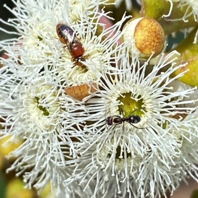 Unidentified Bee (Hymenoptera, Apiformes) at Giralang, ACT - 11 Feb 2024 by mcosgrove