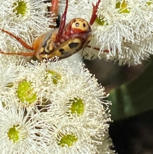 Neorrhina punctata at Giralang, ACT - 11 Feb 2024