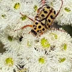 Neorrhina punctata at Giralang, ACT - 11 Feb 2024