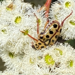 Neorrhina punctata at Giralang, ACT - 11 Feb 2024