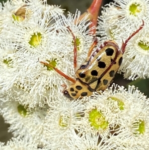 Neorrhina punctata at Giralang, ACT - 11 Feb 2024