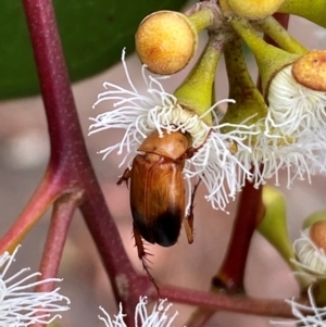 Phyllotocus macleayi at Giralang, ACT - 13 Feb 2024