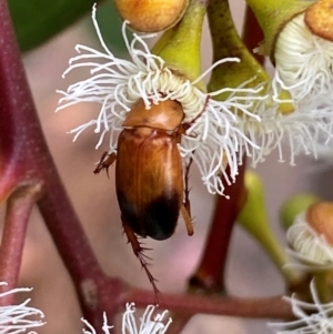 Phyllotocus macleayi at Giralang, ACT - suppressed