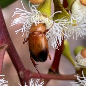 Phyllotocus macleayi at Giralang, ACT - suppressed