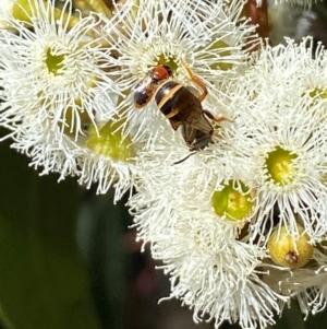 Lasioglossum (Chilalictus) bicingulatum at Giralang, ACT - suppressed